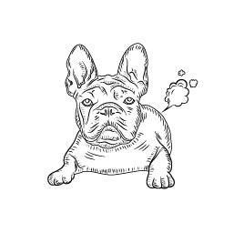 Frenchie with Digestion