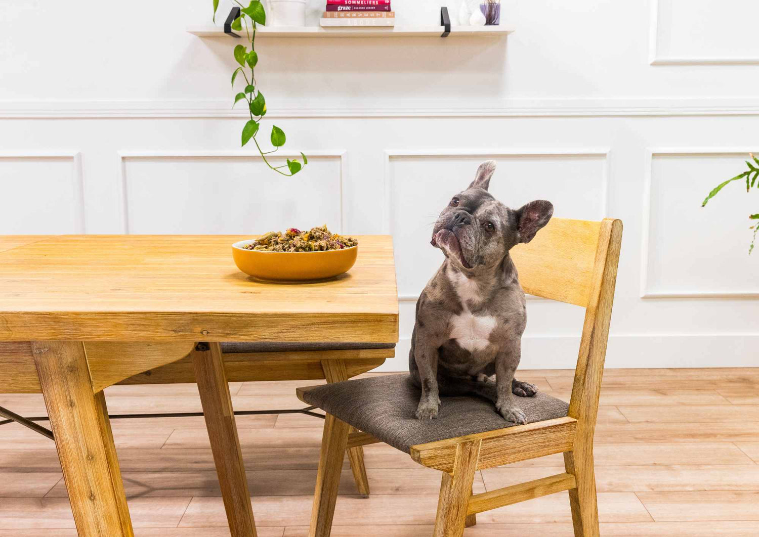 Frenchie sitting on chair with Zuel meal on table
